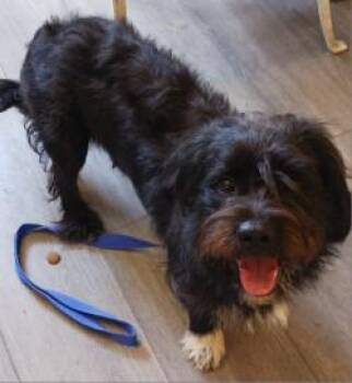 Rico -  Terrier and Mixed Breed Dog for Adoption in West Memphis, Arkansas - Rico | PetCurious