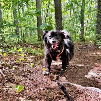 Rico -  Mixed Breed Dog for Adoption in Kennebunk, Maine - Rico | PetCurious