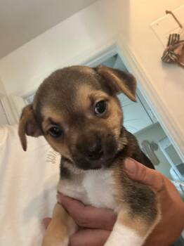 Peppermint Patti -  Chihuahua and Beagle Dog for Adoption in Matthews, North Carolina - Peppermint Patti | PetCurious