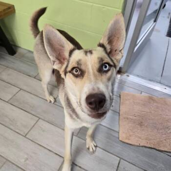 Husky Dogs Available for Adoption in Newport, Tennessee - Willow | PetCurious