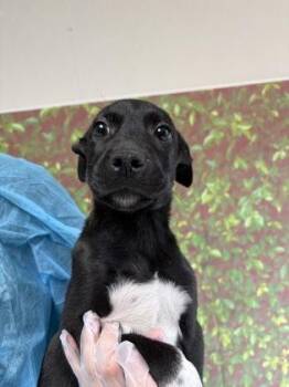 American Staffordshire Terrier and Mixed Breed Dogs Available for Adoption in San Antonio, Texas - Slushie | PetCurious