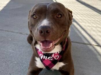 Pit Bull Terrier Dogs Available for Adoption - WYNONA | PetCurious