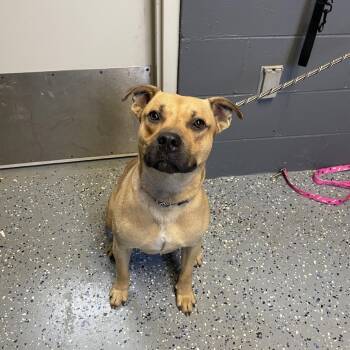TUSC-Stray-84815 -  Pit Bull Terrier and Labrador Retriever Dog for Adoption in Tuscaloosa, Alabama - TUSC-Stray-84815 | PetCurious
