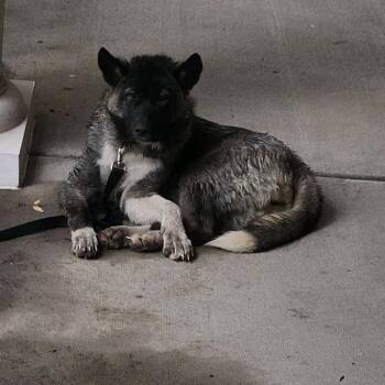 Altima -  Akita Dog for Adoption in St. Louis, Missouri - Altima | PetCurious