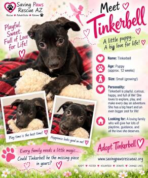 Tori puppy - Tinkerbell -  Mastiff and German Shepherd Dog Dog for Adoption in Glendale, Arizona - Tori Puppy - Tinkerbell | PetCurious