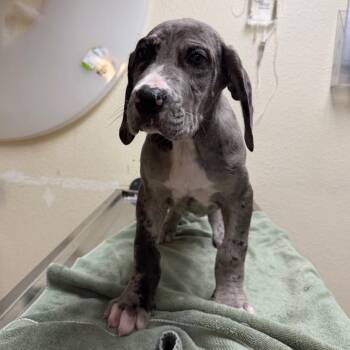 Great Dane and Mixed Breed Dogs Available for Adoption - Kratos | PetCurious