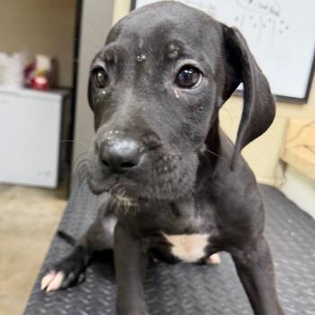 Blitz -  Black Labrador Retriever and Terrier Dog for Adoption in Madisonville, Kentucky - Blitz | PetCurious