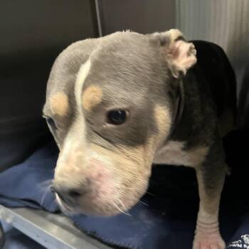 English Bulldog Dogs Available for Adoption - Violet | PetCurious