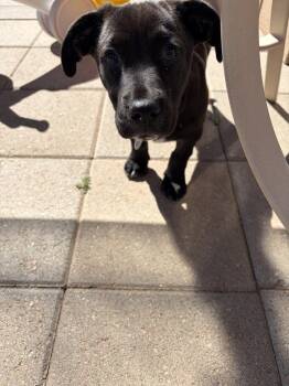 Dachshund and Chihuahua Dogs Available for Adoption - Jellybean | PetCurious