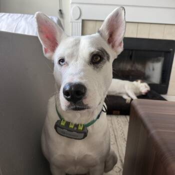 Jazzy -  Bull Terrier Dog for Adoption in Pflugerville, Texas - Jazzy | PetCurious