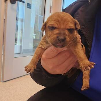 Mixed Breed Dogs Available for Adoption - Alfie | PetCurious