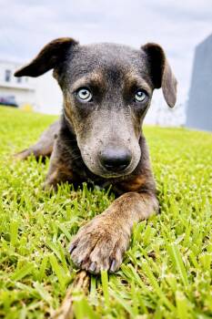 Black Labrador Retriever Dogs Available for Adoption - Bruno | PetCurious