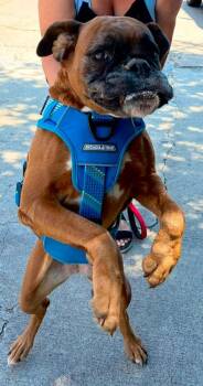 Mia III -  Boxer Dog for Adoption in Hewitt, Texas - Mia III | PetCurious