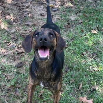 Rescue Hound and Mixed Breed Dogs for Adoption in Kansas City, Missouri - Bella | PetCurious