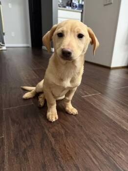 Dachshund Dogs Available for Adoption - Biscuit | PetCurious