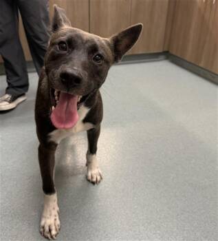 Staffordshire Bull Terrier and Husky Dogs Available for Adoption in Baytown, Texas - CHUCK | PetCurious