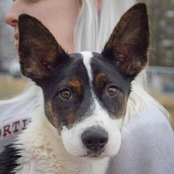 Cattle Dog and German Shepherd Dog Dogs Available for Adoption - Solomon | PetCurious