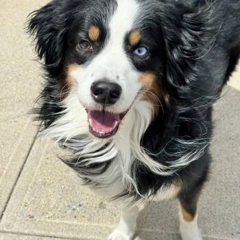 Australian Shepherd Dogs Available for Adoption in Long Beach, New York - Snow | PetCurious