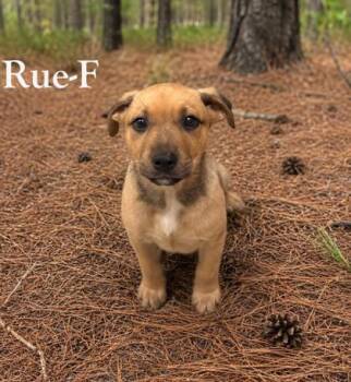 Labrador Retriever and Mixed Breed Dogs Available for Adoption in Albertville, Alabama - Rue | PetCurious