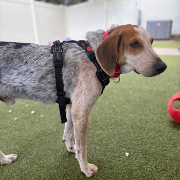 Beefs -  Mixed Breed Dog for Adoption in Titusville, Florida - Beefs | PetCurious
