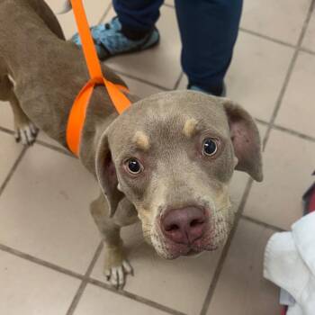 Ginger -  Pit Bull Terrier Dog for Adoption in Starkville, Mississippi - Ginger | PetCurious