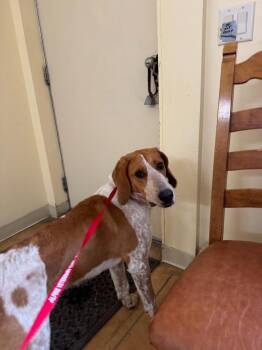 Rudolph -  Hound Dog for Adoption in Thayne, Wyoming - Rudolph | PetCurious
