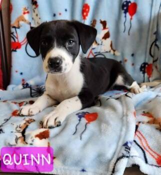 Quinn -  Mixed Breed Dog for Adoption in Saint Clairsville, Ohio - Quinn | PetCurious