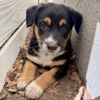 Australian Cattle Dog Blue Heeler Dogs Available for Adoption in Sonoma, California - Bandit | PetCurious