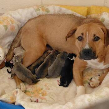 Miami -  Hound and Pit Bull Terrier Dog for Adoption in Fairfax Station, Virginia - Miami | PetCurious