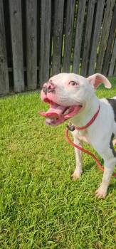 Stella -  Boxer and Mixed Breed Dog for Adoption in New Bern, North Carolina - Stella | PetCurious