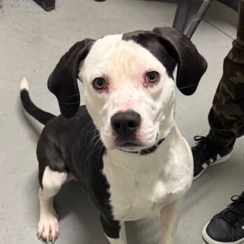 Rescue Mixed Breed Dogs for Adoption in Troy, Illinois - Snoopy | PetCurious