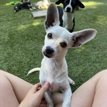 Cavatappi -  Chihuahua Dog for Adoption in Salisbury, North Carolina - Cavatappi | PetCurious