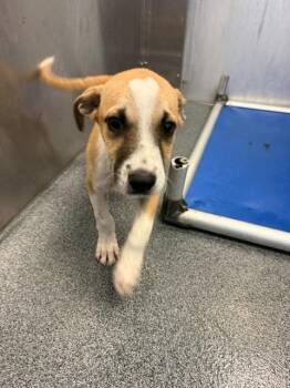 CONNER -  Mixed Breed Dog for Adoption in Dallas, Texas - CONNER | PetCurious