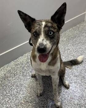 Australian Cattle Dog Blue Heeler and Australian Shepherd Dogs Available for Adoption in Las Vegas, Nevada - Maci | PetCurious