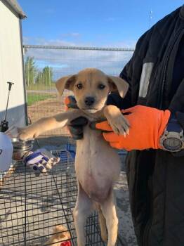 Ruckus -  Mixed Breed Dog for Adoption in Woodstock, Ontario - Ruckus | PetCurious