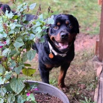 Rottweiler Dogs Available for Adoption in St. Helens, Oregon - Rugar | PetCurious