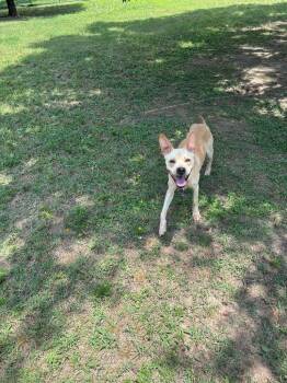 Zeva -  Shepherd Dog for Adoption in Little Rock, Arkansas - Zeva | PetCurious