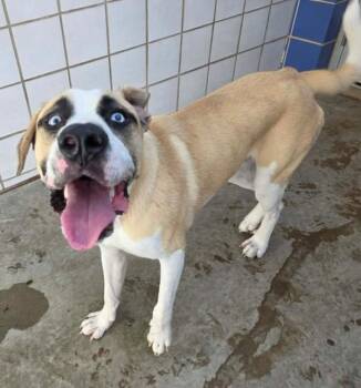 Myron -  Mixed Breed and Anatolian Shepherd Dog for Adoption in Austin, Texas - Myron | PetCurious