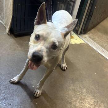 Willie -  Mixed Breed Dog for Adoption in Lake Jackson, Texas - Willie | PetCurious