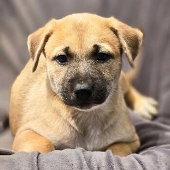Shepherd and Boxer Dogs Available for Adoption in San Diego, California - Chicago Pup - Blackhawks | PetCurious