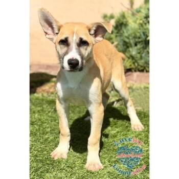 Lesly COH -  Black Mouth Cur and Carolina Dog Dog for Adoption in Inglewood, California - Lesly COH | PetCurious