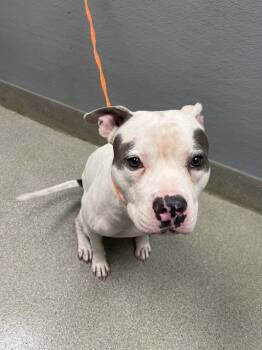 Rescue Pit Bull Terrier Dogs for Adoption in Las Vegas, Nevada - GREY WIND | PetCurious