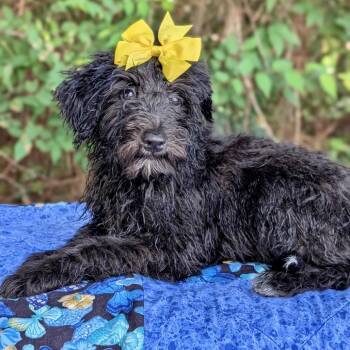 Janet 06-1727 -  Poodle and Schnauzer Dog for Adoption in Tyrone, Georgia - Janet 06-1727 | PetCurious