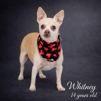 Chihuahua Dogs Available for Adoption - Whitney | PetCurious