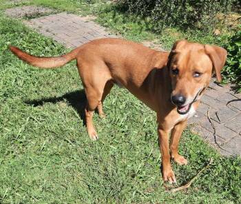 Huckleberry -  Redbone Coonhound and Husky Dog for Adoption in Mcconnelsville, Ohio - Huckleberry | PetCurious