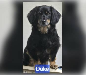 Duke -  Dachshund Dog for Adoption in Wheelersburg, Ohio - Duke | PetCurious