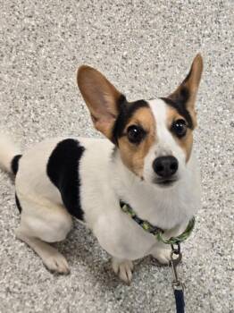 Milo -  Corgi and Terrier Dog for Adoption in Viroqua, Wisconsin - Milo | PetCurious