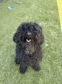 Kelp -  Mixed Breed Dog for Adoption in Lafayette, Indiana - Kelp | PetCurious