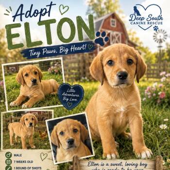 Elton 1631 -  Mixed Breed Dog for Adoption in Loxahatchee Groves, Florida - Elton 1631 | PetCurious
