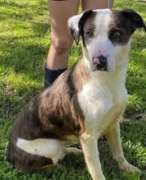 Rescue Mixed Breed Dogs for Adoption in Fairfield, New Jersey - Whiskey | PetCurious